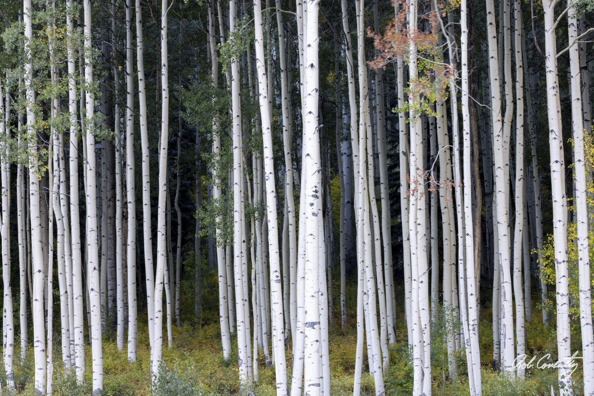 Aspen Forest
