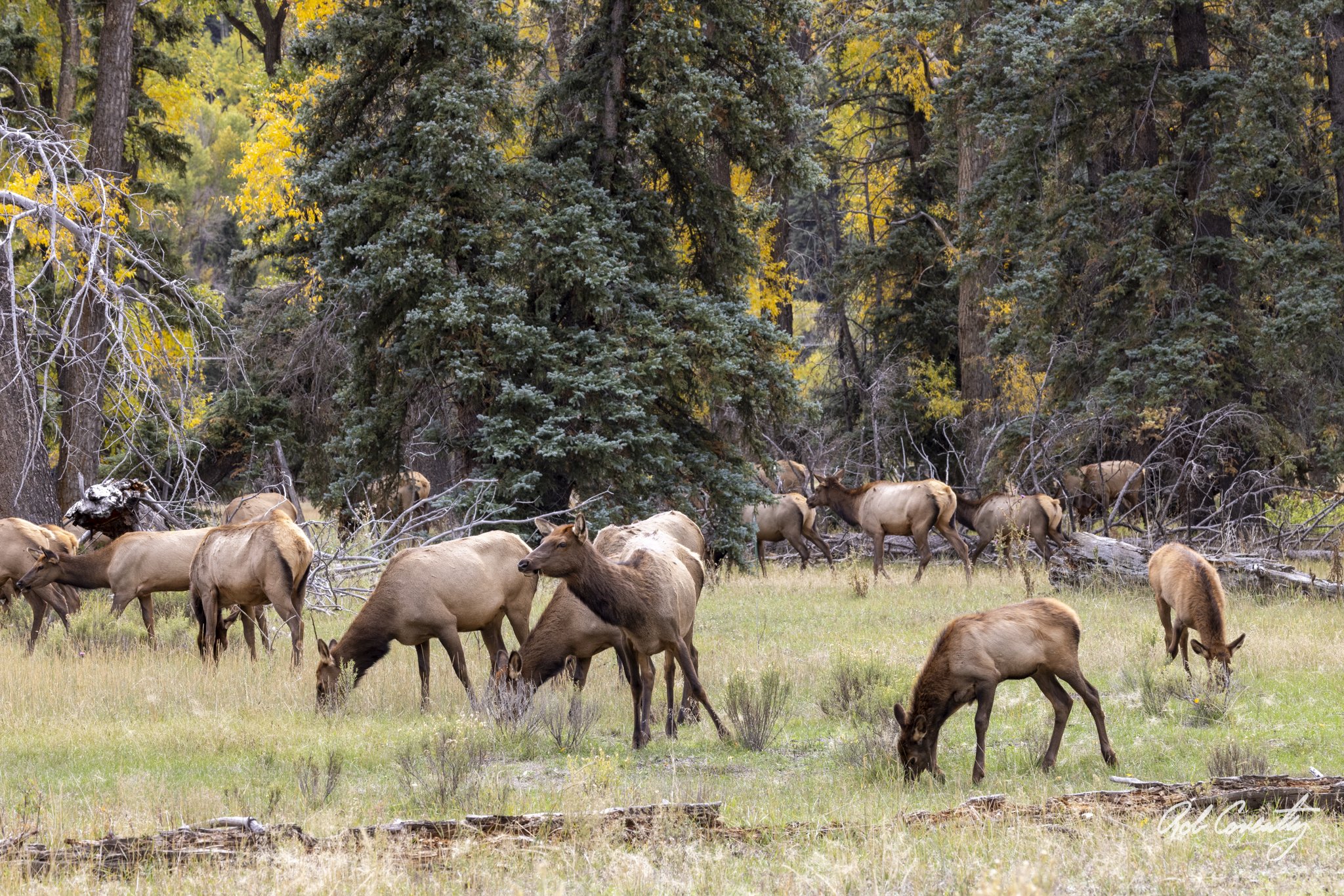 Colorado Elk