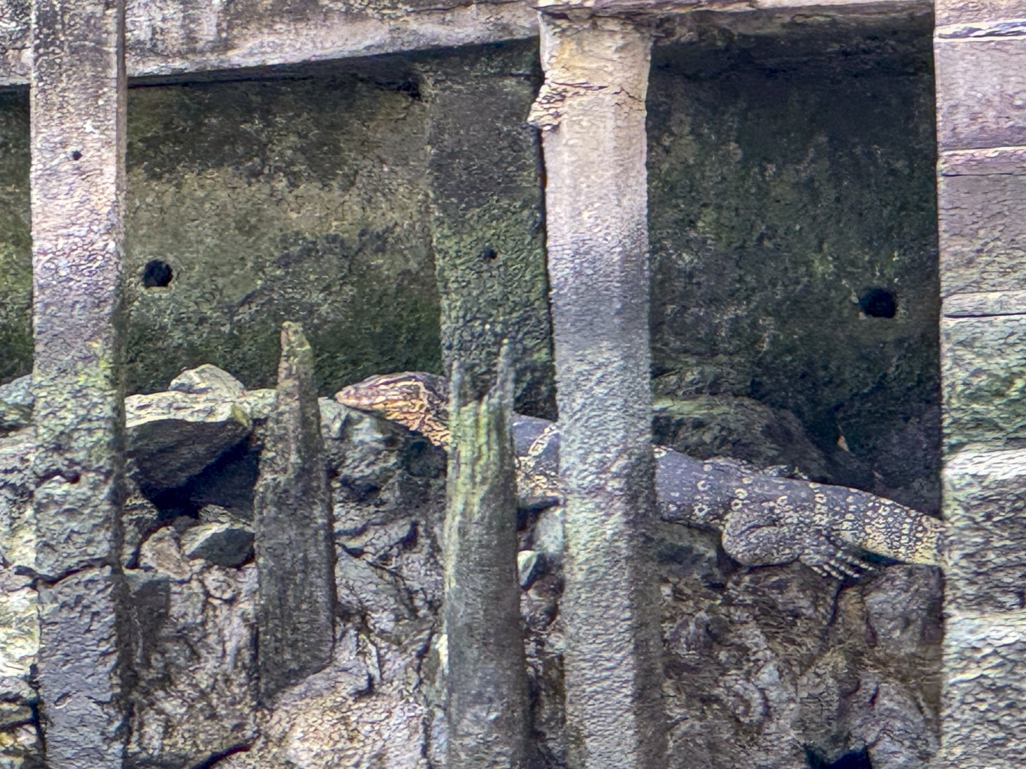 Not Komodo - Water Monitor