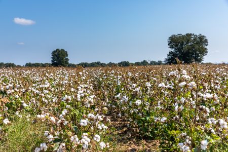 Alabama Cotton Field